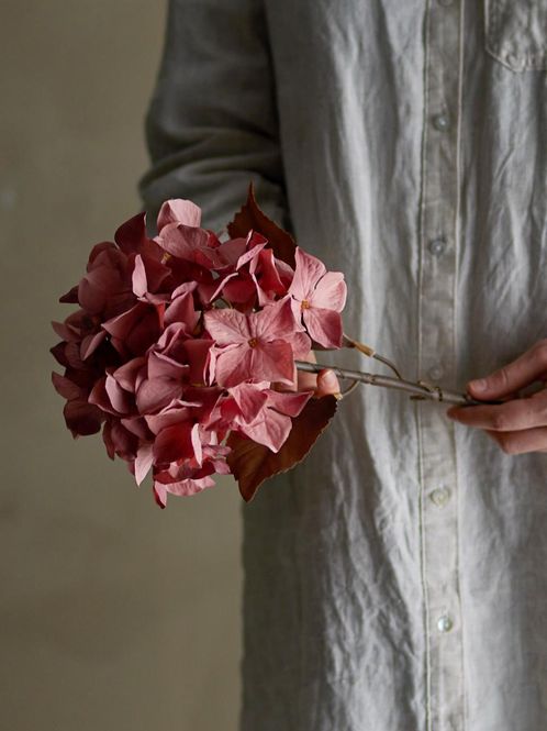 Hovedbilde Hortensiastilk, rose