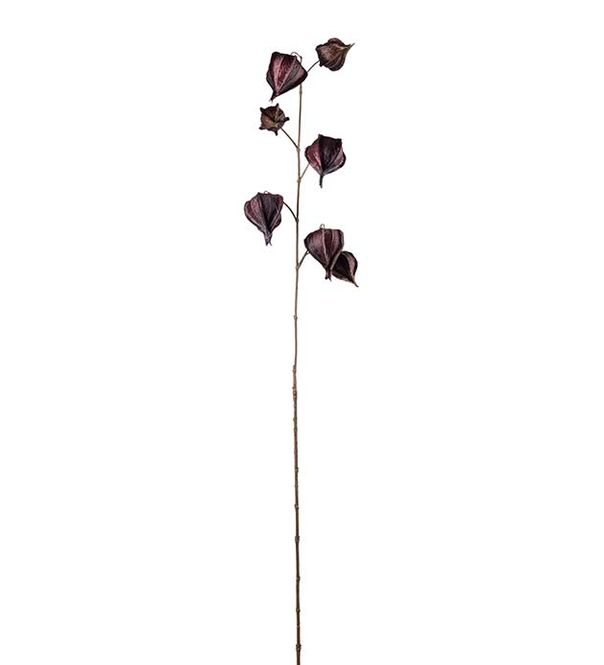 Hovedbilde Psysalis Burgunder 95cm 
