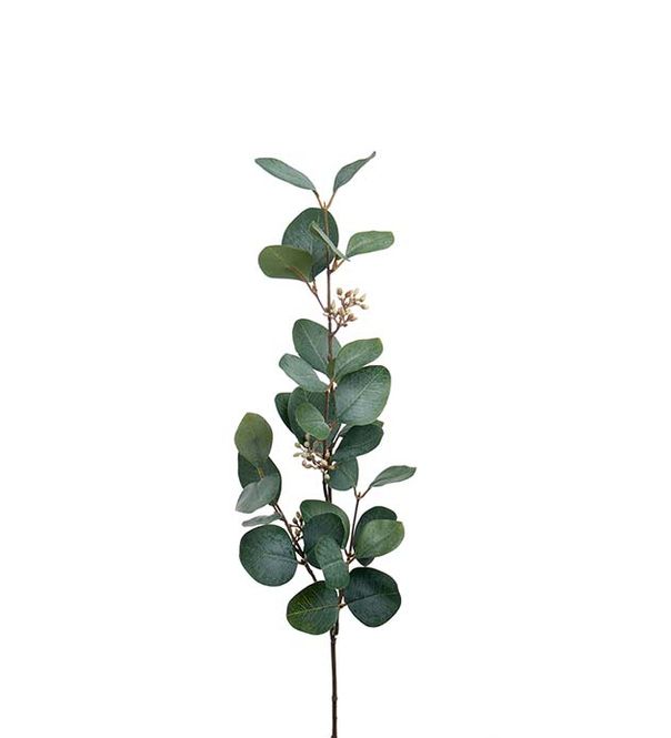 Hovedbilde Eucalyptus med bær 70cm