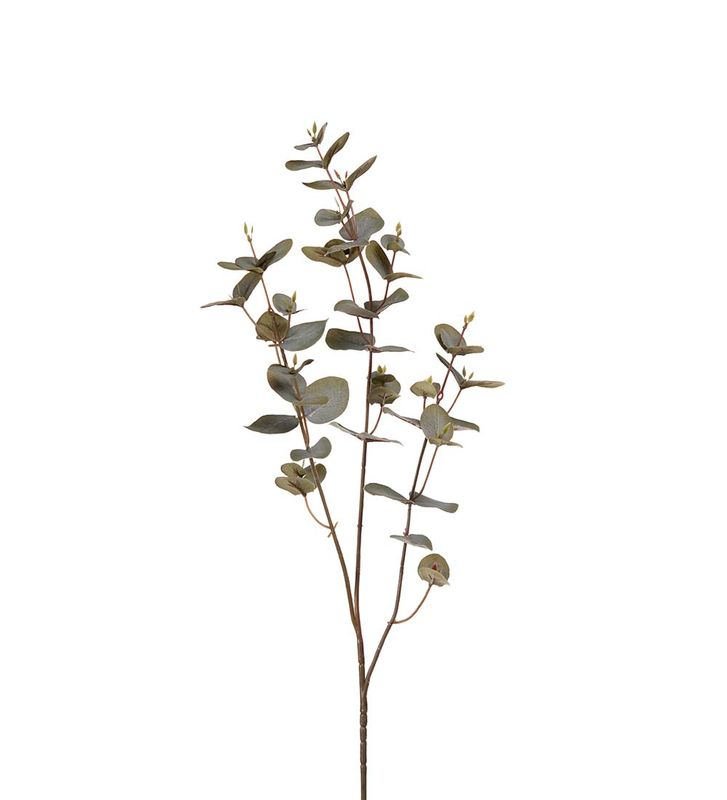 Eucalyptus 70 cm