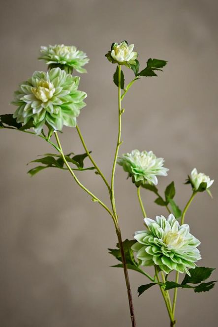 Hovedbilde Krystantmum stilk