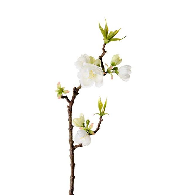 Hovedbilde Epleblomst 40cm