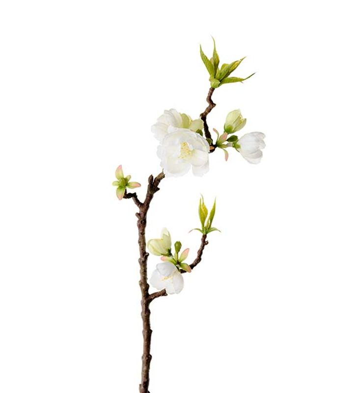Epleblomst 40cm