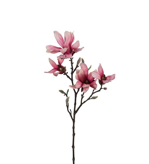 Hovedbilde Magnolia Rosa 50cm