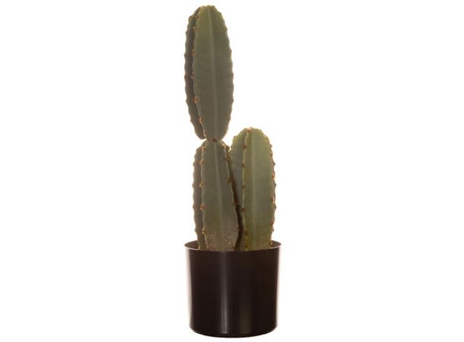 Hovedbilde Kaktus i potte 49cm