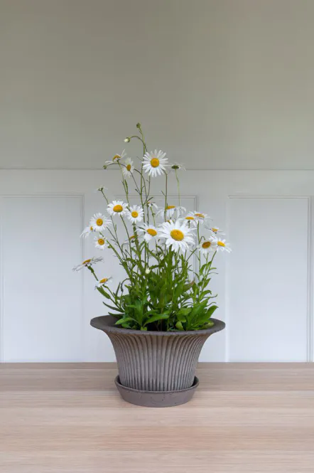 Hovedbilde Bergs Daisy potte Grå 25cm