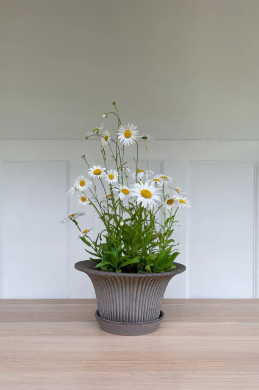 Bergs Daisy potte Grå 25cm
