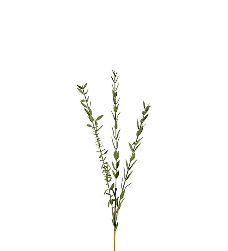 Equalyptus 50cm