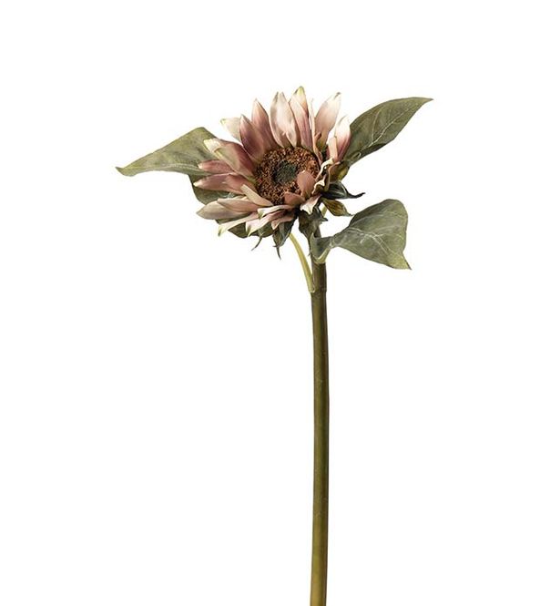 Hovedbilde Solsikke 50cm