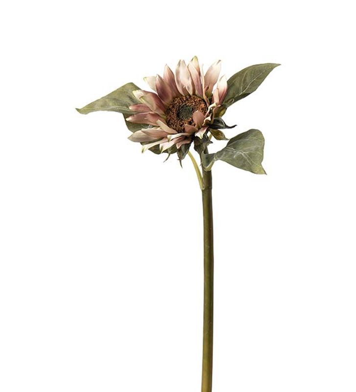 Solsikke 50cm