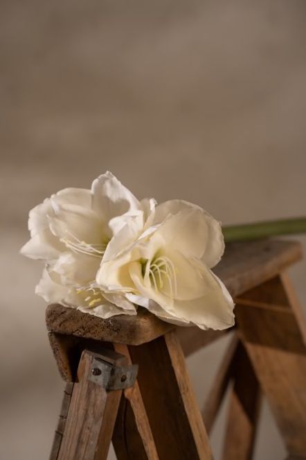 Hovedbilde Amaryllis Creme