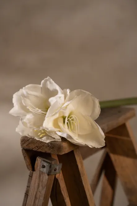 Hovedbilde Amaryllis Creme